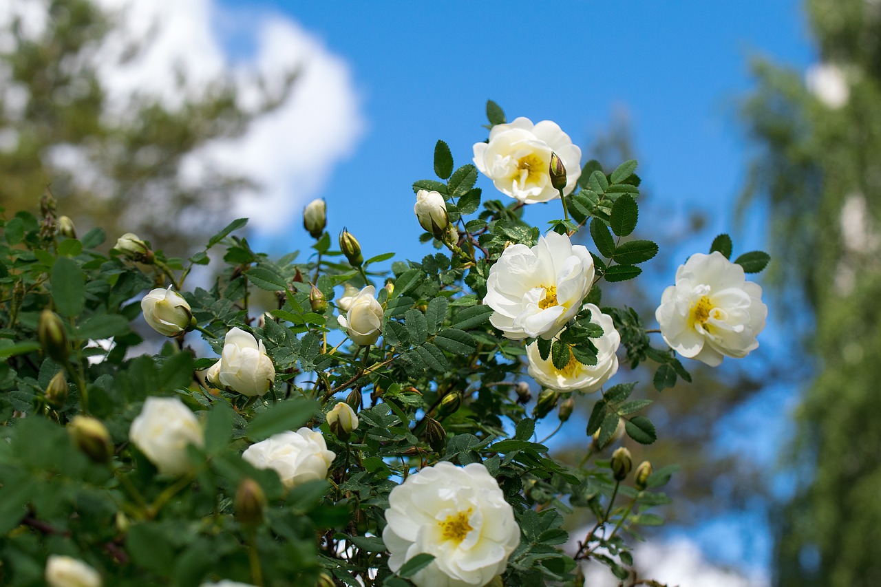 roses, flower, white-1437869.jpg